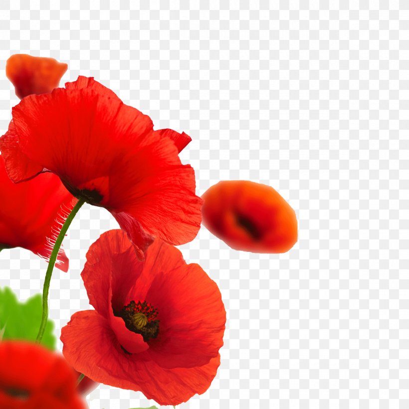 Remembrance Poppy Armistice Day Common Poppy, PNG, 1200x1200px, Poppy, Armistice Day, Common Poppy, Coquelicot, Flower Download Free