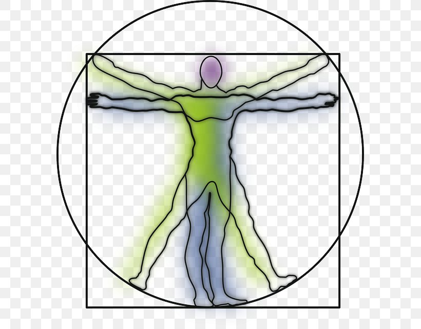 Vitruvian Man Drawing Human Body Anatomy, PNG, 599x640px, Watercolor, Cartoon, Flower, Frame, Heart Download Free