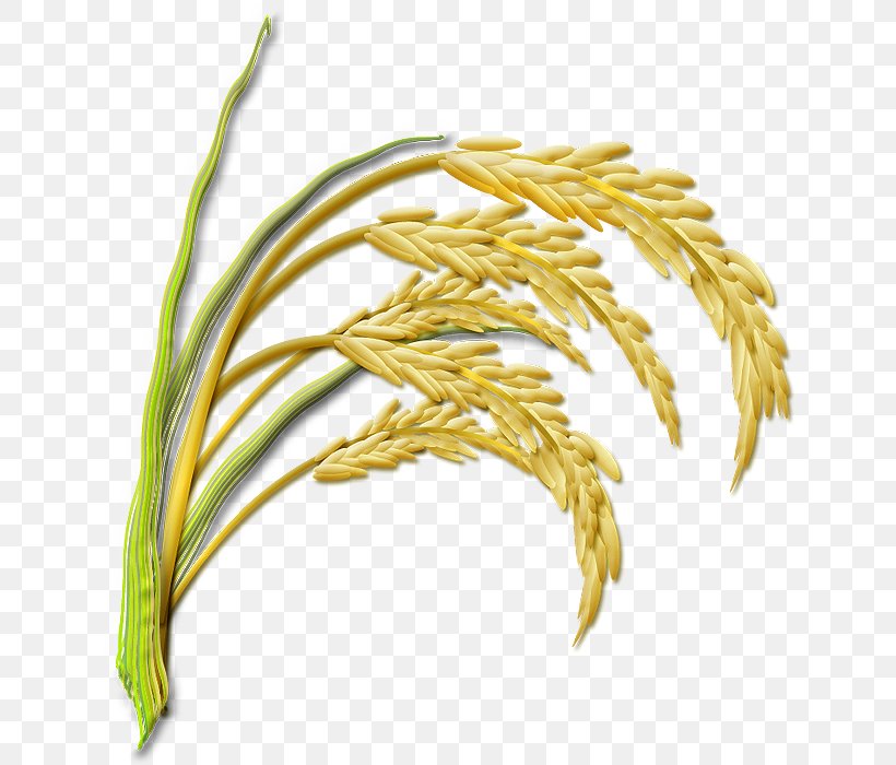 Cereal Rice 稲刈り Gabah 常盤村 養鶏農業協同組合, PNG, 636x700px, Cereal, Agriculture, Bumper Crop, Cereal Germ, Chaff Download Free