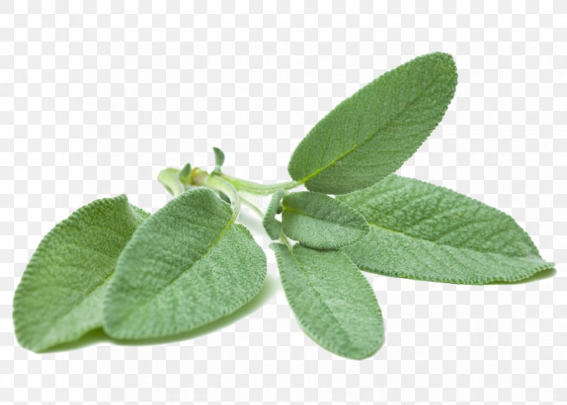 Common Sage Stock Photography Herb, PNG, 827x591px, Common Sage, Herb, Herbalism, Leaf, Photography Download Free