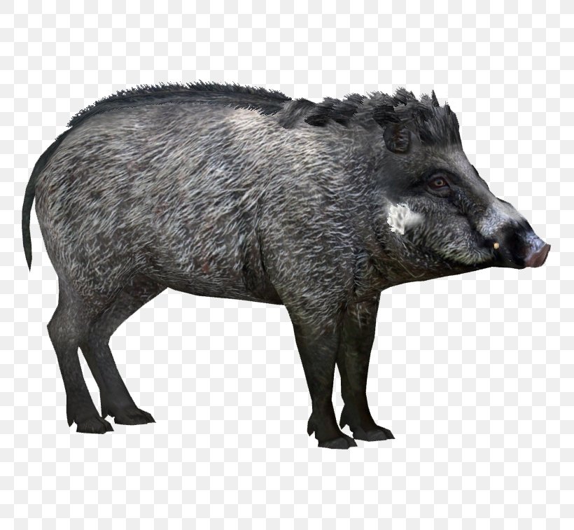 Wild Boar Peccary Visayan Warty Pig Visayas Javan Warty Pig, PNG, 757x757px, Wild Boar, Animal, Bornean Bearded Pig, Collared Peccary, Common Warthog Download Free