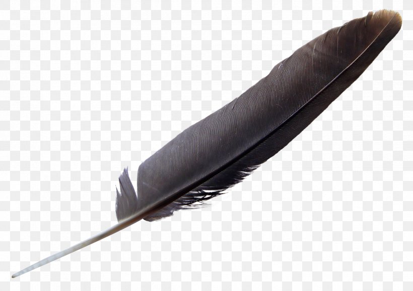 Bird Feather, PNG, 2424x1713px, Bird, Animation, Blog, Color, Cut Copy And Paste Download Free