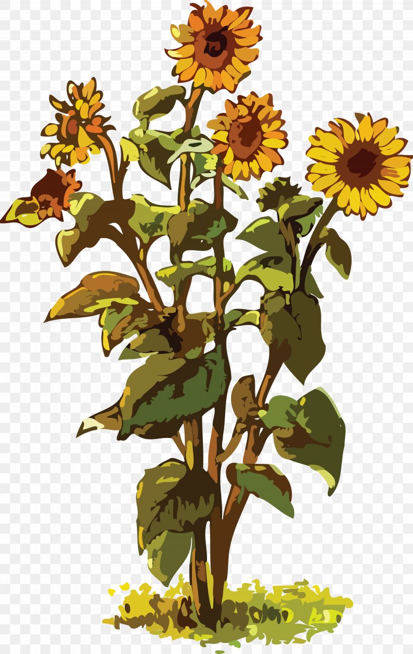 Common Sunflower Drawing Clip Art, PNG, 4000x6339px, Common Sunflower, Cut Flowers, Daisy Family, Drawing, Flower Download Free