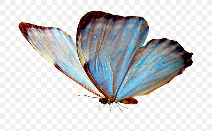 Glasswing Butterfly Butterfly Valley, Fethiye Clip Art, PNG, 800x508px, Butterfly, Arthropod, Brush Footed Butterfly, Brushfooted Butterflies, Butterflies And Moths Download Free
