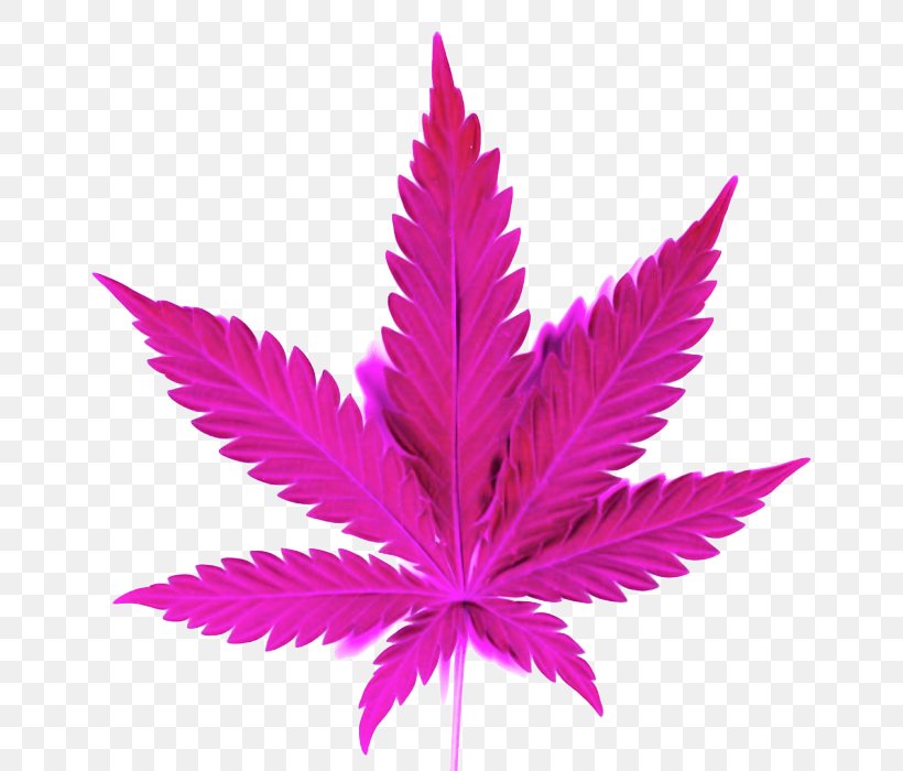 Leaf Plant Pink Tree Flowering Plant, PNG, 700x700px, Leaf, Flower, Flowering Plant, Hemp Family, Magenta Download Free