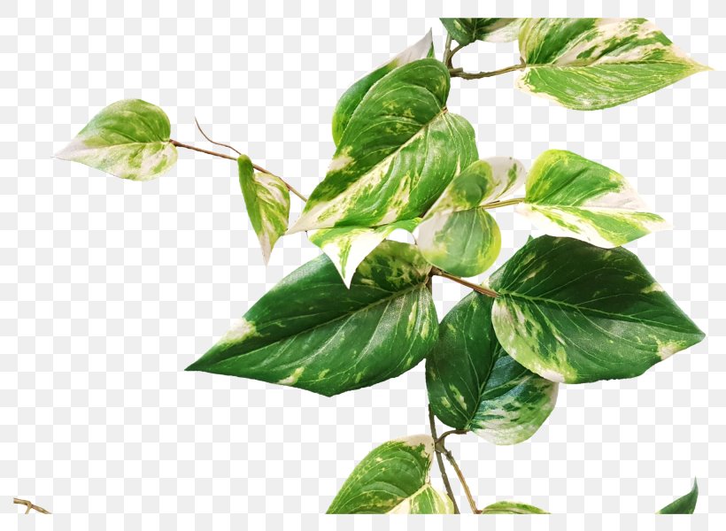 Pothos Garland Leaf Plant Stem Herb, PNG, 800x600px, Leaf, Branch, Centimeter, Garland, Herb Download Free