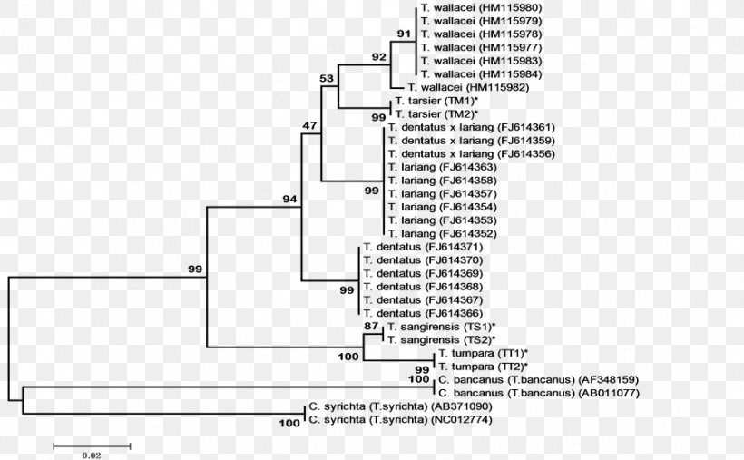 Primate Phylogenetic Tree Philippine Tarsier Phylogenetics Spectral Tarsier, PNG, 903x559px, Primate, Area, Diagram, Drawing, Elevation Download Free