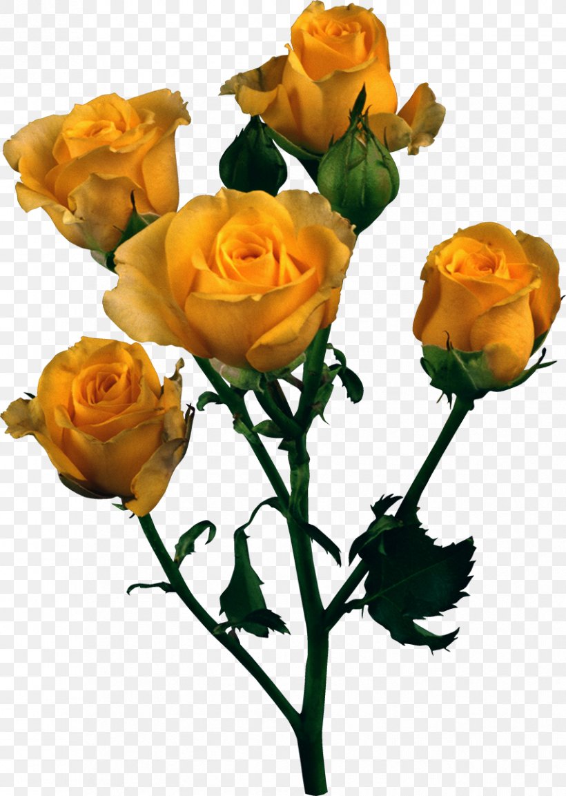 Beach Rose Yellow Garden Roses Clip Art, PNG, 853x1200px, Beach Rose, Bud, Color, Cut Flowers, Floral Design Download Free