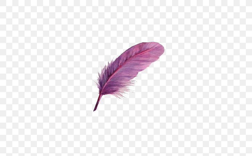 Bird Feather Purple, PNG, 637x509px, Bird, Feather, Feathered Hair, Hair, Magenta Download Free