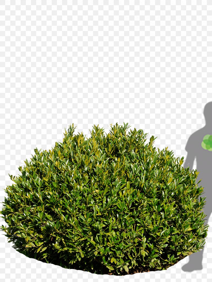 Cherry Laurel Portuguese Laurel Tree Shrub Bay Laurel, PNG, 900x1200px, Cherry Laurel, Bay Laurel, Birch, Buxus Sempervirens, Evergreen Download Free