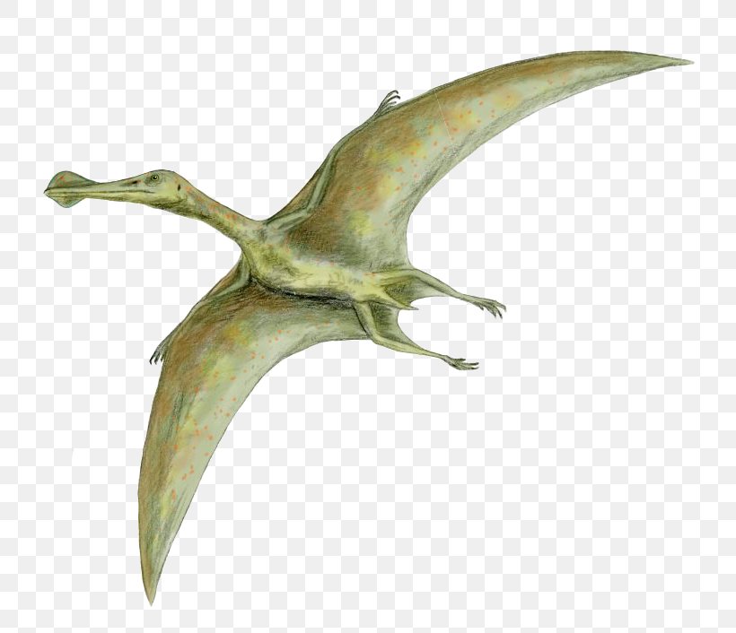 Dinosaur Size Quetzalcoatlus Flight Pterosaurs Rhamphorhynchus, PNG, 800x706px, Dinosaur Size, Beak, Bird, Darwinopterus, Dinosaur Download Free
