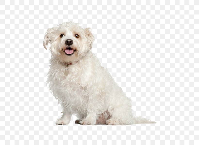 Maltese Dog Poodle Pug Shih Tzu Bichon Frise, PNG, 600x600px, Maltese Dog, Bichon, Bichon Frise, Bolognese, Carnivoran Download Free