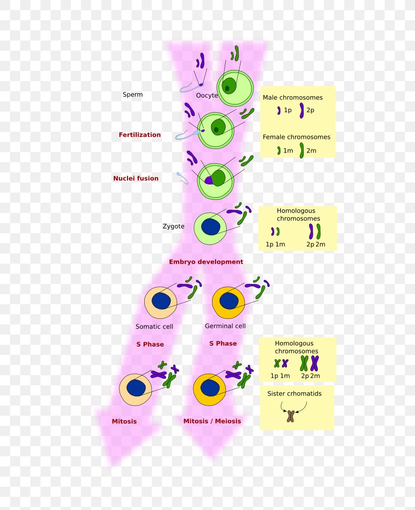 Mitosis And Meiosis Mitosis And Meiosis Cell Chromosome, PNG, 513x1006px, Mitosis, Area, Biology, Cell, Cell Cycle Download Free