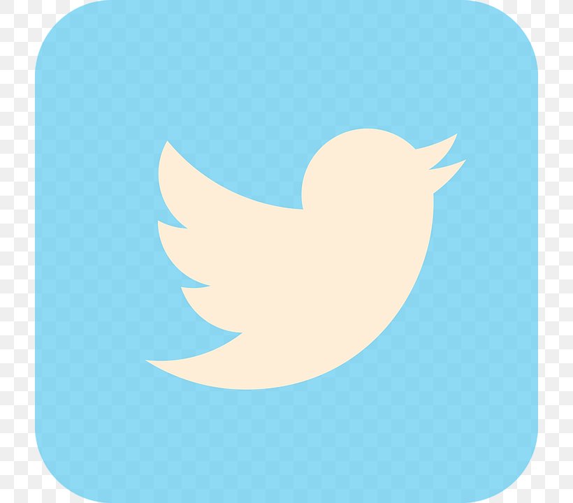 Social Media, PNG, 720x720px, Social Media, Beak, Bird, Cdr, Feather Download Free