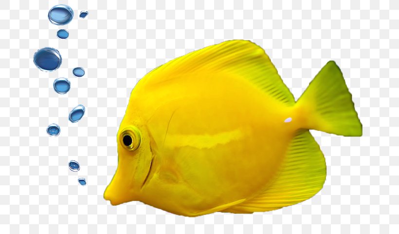 Tropical Fish Aquarium Ornamental Fish, PNG, 704x480px, Fish, Aquarium, Coral Reef Fish, Deep Sea Fish, Fauna Download Free