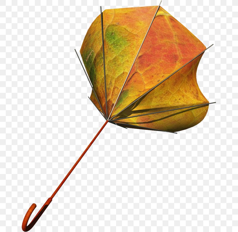 Umbrella Icon, PNG, 671x800px, Umbrella, Adobe Freehand, Advertising, Designer, Google Images Download Free