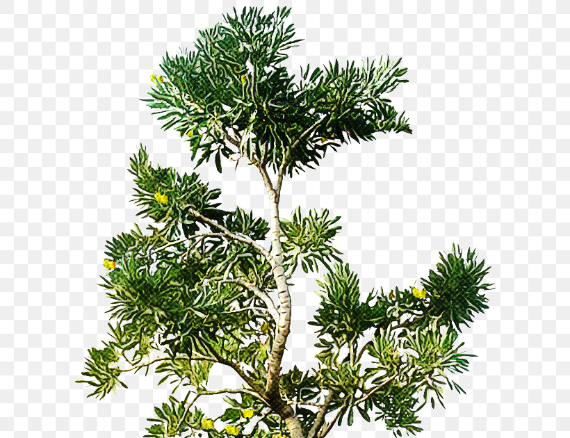 White Pine Yellow Fir Tree Jack Pine Balsam Fir, PNG, 614x630px, White Pine, Balsam Fir, Canadian Fir, Jack Pine, Lodgepole Pine Download Free