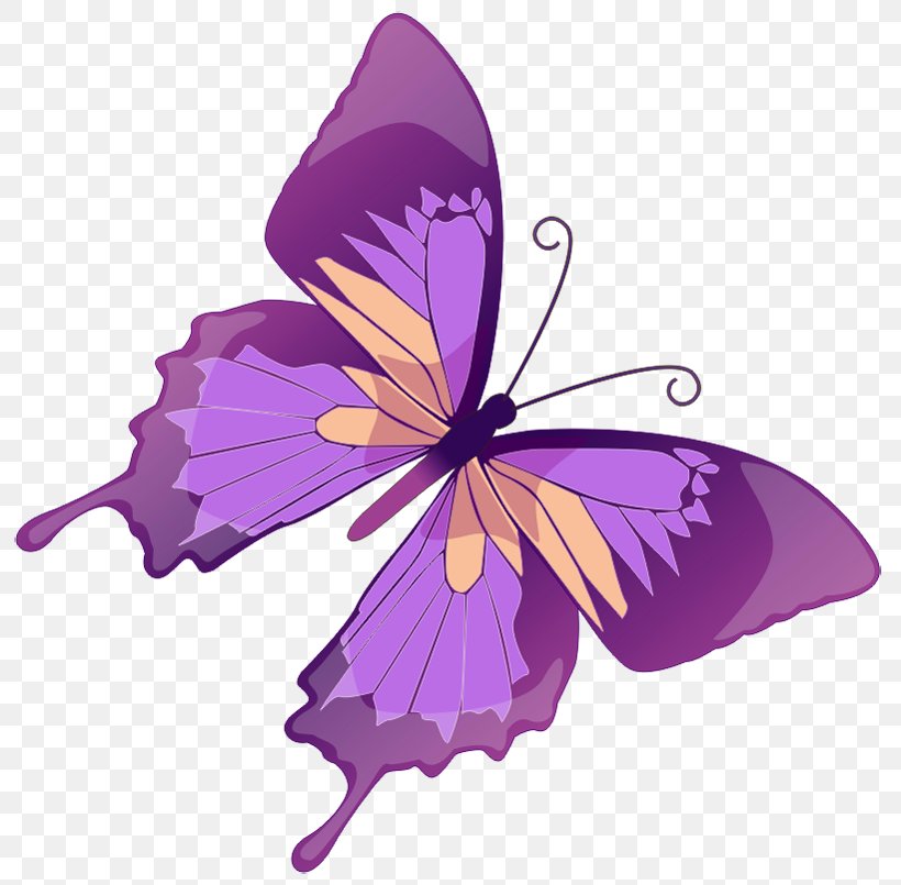Butterfly Euclidean Vector Stock Illustration Graphics, PNG, 805x805px, Butterfly, Arthropod, Brush Footed Butterfly, Color, Flower Download Free