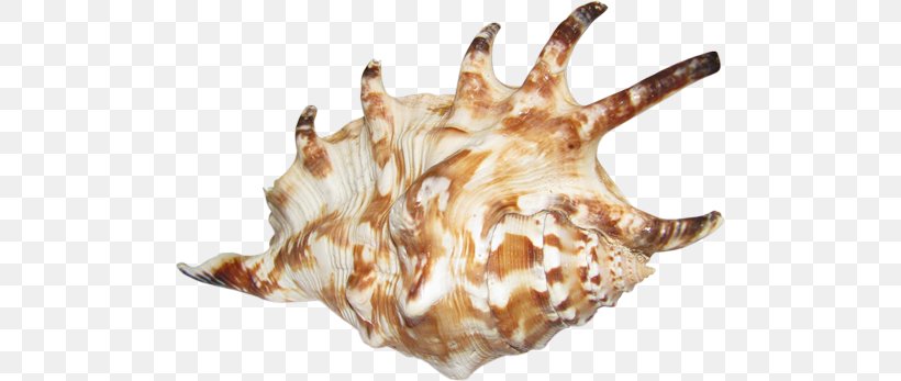 Seashell Sea Snail Conch Shankha, PNG, 500x347px, Seashell, Animal Source Foods, Conch, Conchology, Food Download Free