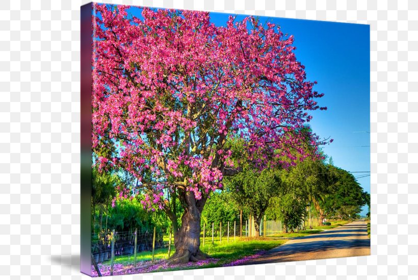 Shrub Common Lilac Flowering Plant Silk Floss Tree, PNG, 650x549px, Shrub, Blossom, Branch, Common Lilac, Flora Download Free