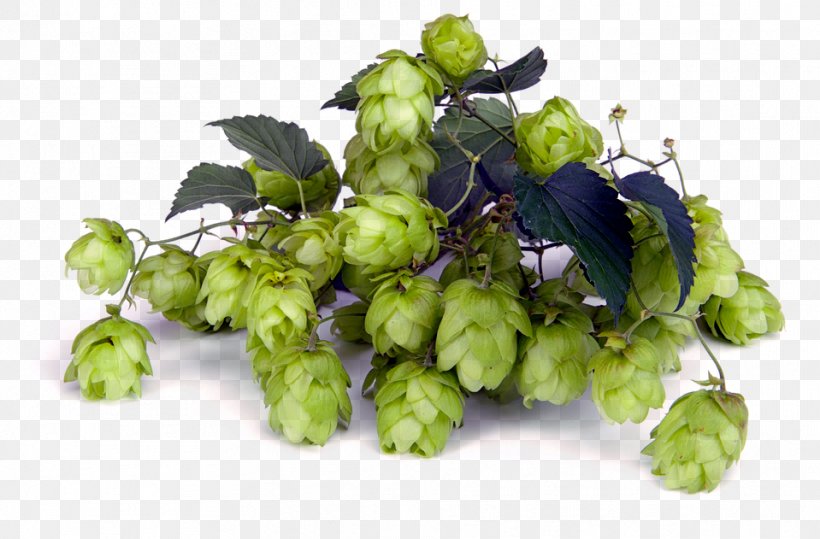 Beer Brewing Grains & Malts Cascade India Pale Ale Hops, PNG, 959x631px, Beer, Adjuncts, Alpha Acid, Amarillo Hops, Barley Download Free