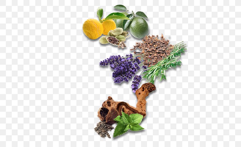 English Lavender Herbalism Recipe Milliliter, PNG, 500x500px, English Lavender, Ac Sparta Prague, Herb, Herbalism, Lavender Download Free