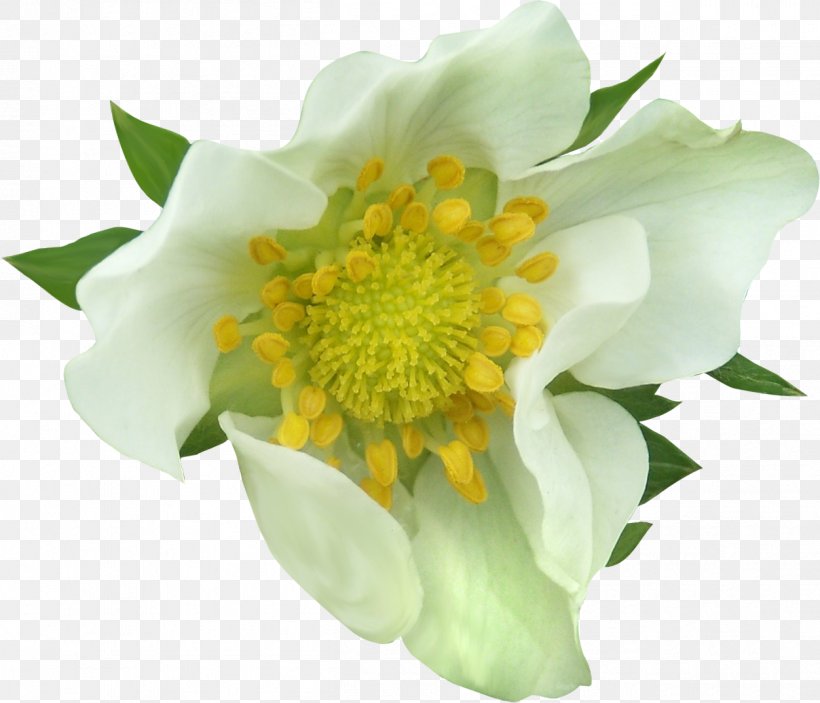 Flower Photography Clip Art, PNG, 1252x1074px, Flower, Advertising, Anemone, Cut Flowers, Flowering Plant Download Free