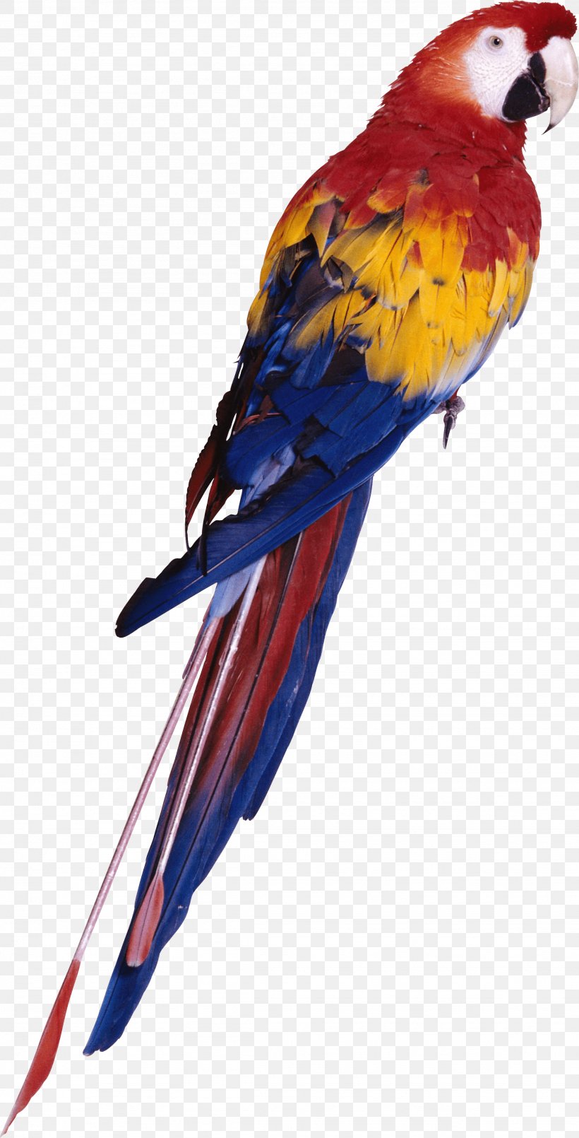 Parrot Bird, PNG, 1948x3826px, Parrot, Animal, Aviary, Beak, Bird Download Free