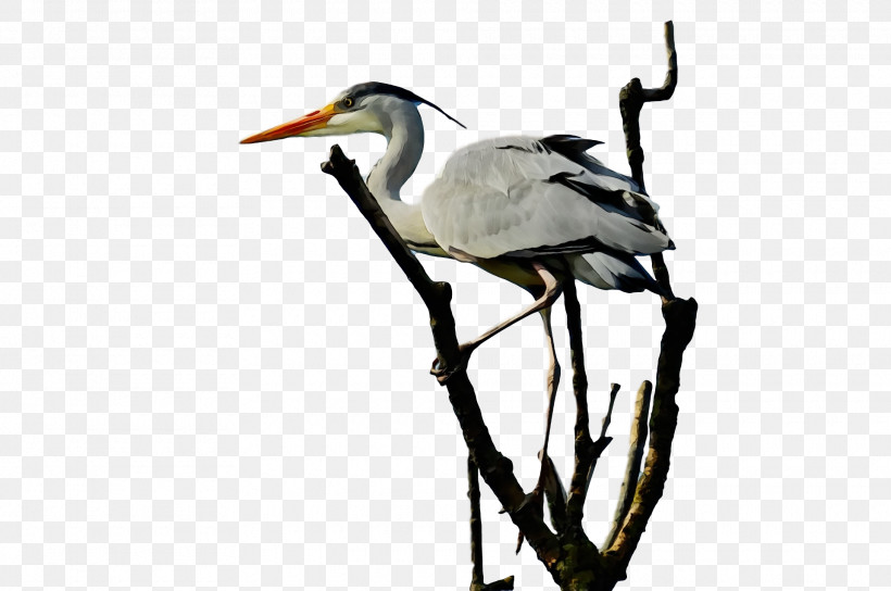 White Stork Ibis Stork Beak Zhiyun Gmb-b135, PNG, 1920x1274px, Watercolor, Beak, Ibis, Paint, Stork Download Free