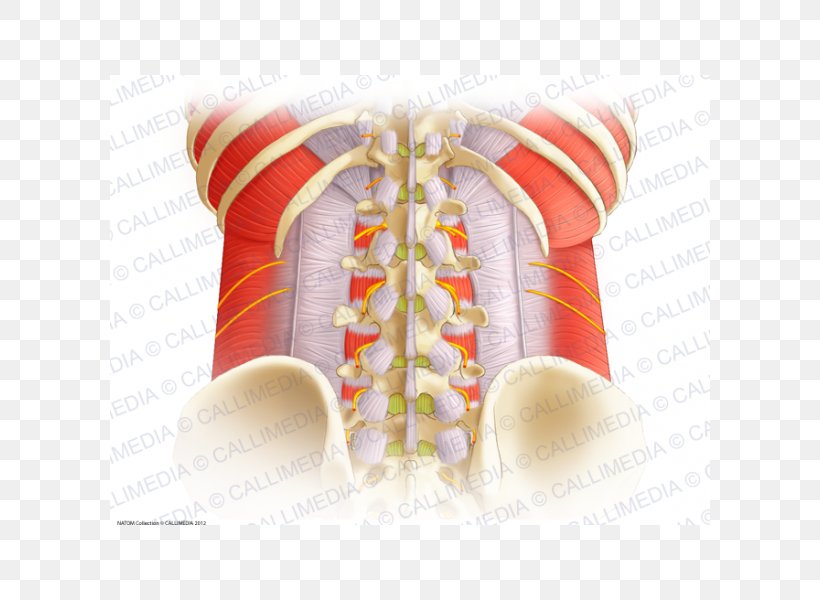 Aponeurosis Vertebral Column Thoracolumbar Fascia Anatomy Lumbar Vertebrae, PNG, 600x600px, Aponeurosis, Anatomy, Interspinales Muscles, Joint, Ligament Download Free