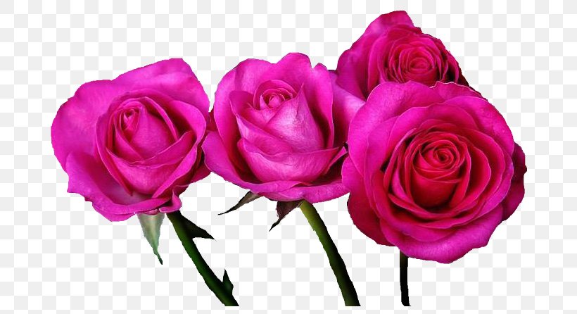 Garden Roses Cabbage Rose Pink Floribunda Flower, PNG, 728x446px, Garden Roses, Artificial Flower, Beach Rose, Cabbage Rose, Cut Flowers Download Free