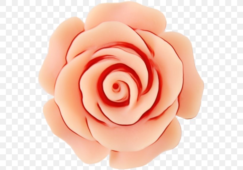 Garden Roses Cut Flowers Petal Close-up, PNG, 570x573px, Garden Roses, Camellia, Closeup, Cut Flowers, Floribunda Download Free