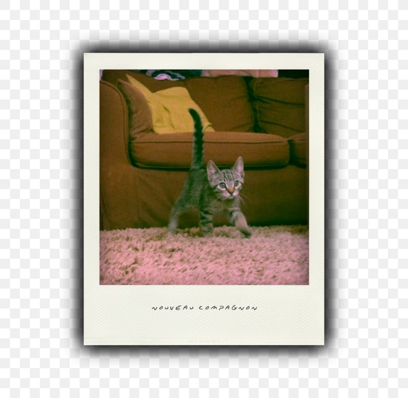 Kitten Cat Picture Frames Font, PNG, 696x800px, Kitten, Cat, Cat Like Mammal, Organism, Picture Frame Download Free