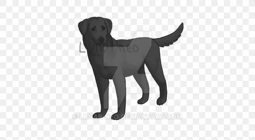 Labrador Retriever Flat-Coated Retriever Puppy Dog Breed Companion Dog, PNG, 600x450px, Labrador Retriever, Black, Black And White, Borador, Breed Download Free