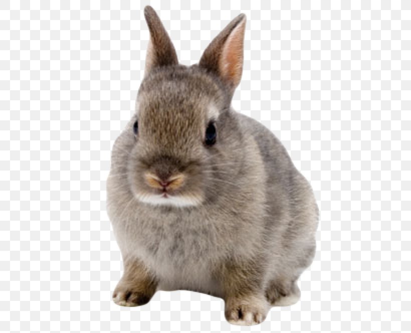 Netherland Dwarf Rabbit Clip Art Image, PNG, 600x664px, Netherland Dwarf Rabbit, Animal, Animal Figure, Cottontail Rabbit, Domestic Rabbit Download Free
