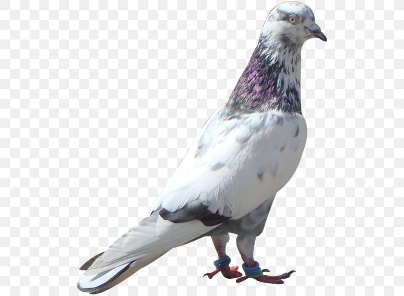 Stock Dove Columbidae Bird Feather Homing Pigeon, PNG, 600x600px, Stock Dove, Animal, Beak, Bird, Columbidae Download Free