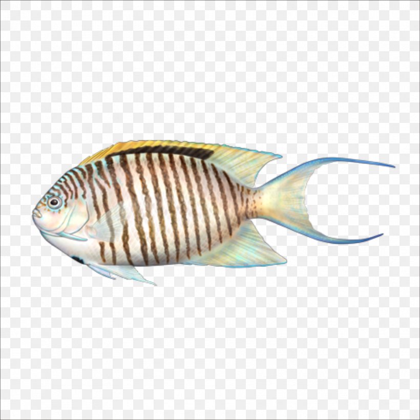 Fish, PNG, 1773x1773px, Fish, Google Images, Seafood, Zebra, Zebrafish Download Free