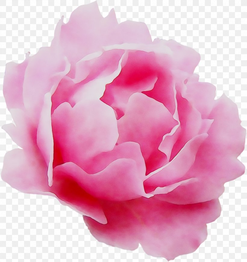 Garden Roses Cabbage Rose Floribunda Peony Cut Flowers, PNG, 1344x1427px, Garden Roses, Cabbage Rose, Camellia, Chinese Peony, Common Peony Download Free
