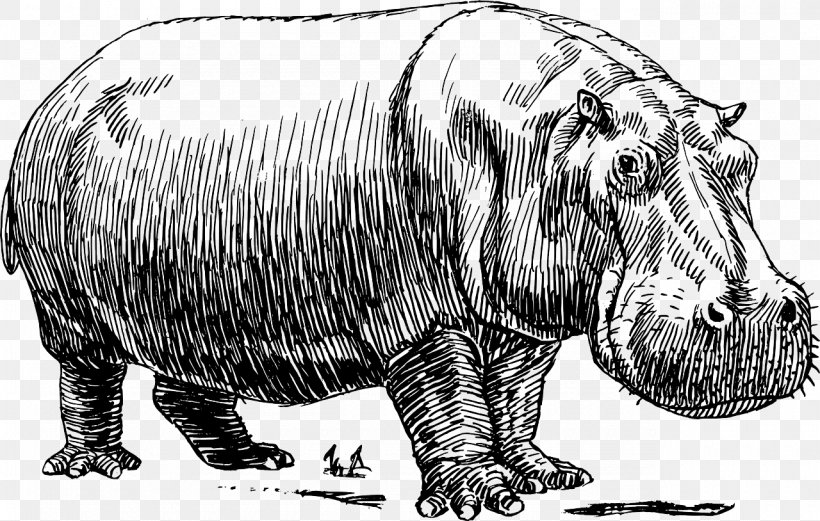 Hippopotamus Black And White Clip Art, PNG, 1280x814px, Hippopotamus, Black And White, Cattle Like Mammal, Drawing, Fauna Download Free