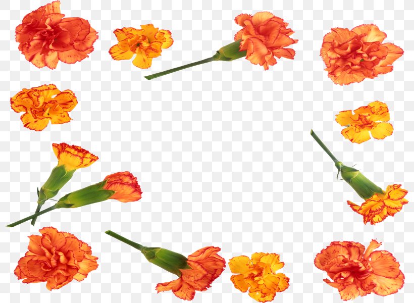 PhotoScape Cut Flowers GIMP, PNG, 800x600px, Photoscape, Child, Computer Mouse, Cut Flowers, Family Download Free
