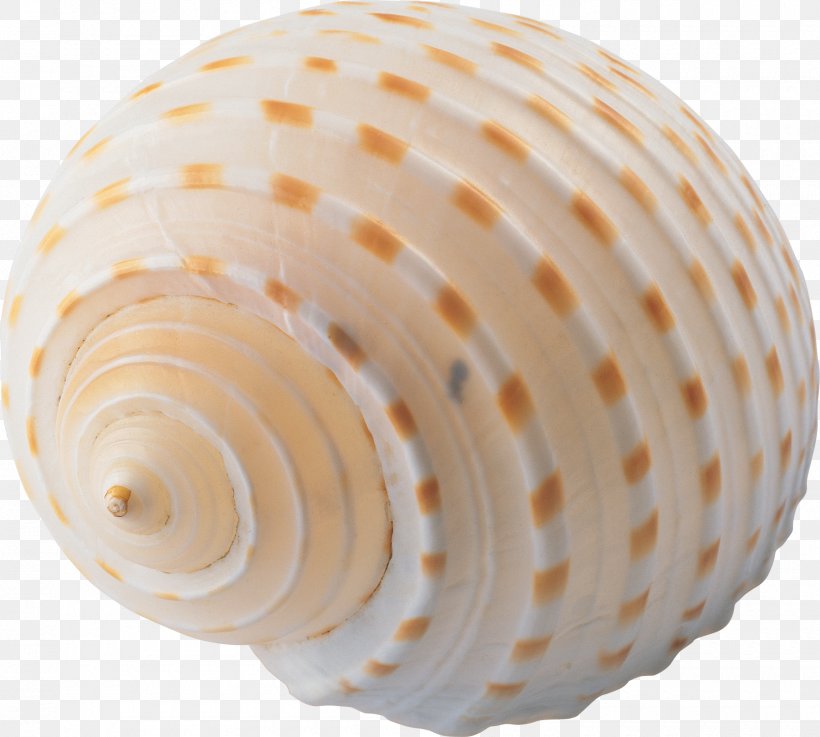 Seashell Conch, PNG, 1800x1618px, Seashell, Conch, Conchology, Digital Image, Product Design Download Free