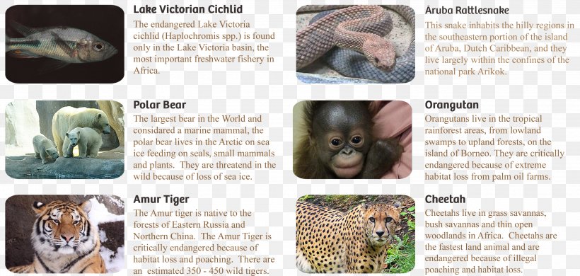 Species Survival Plan Wildlife Mammal Animal Cat, PNG, 2995x1427px, Species Survival Plan, Animal, Association Of Zoos And Aquariums, Captivity, Carnivora Download Free