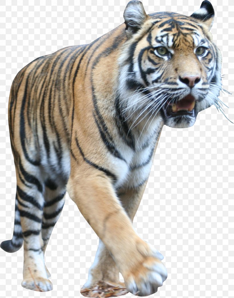 Tiger Animal Dandie Dinmont Terrier Lion Painting, PNG, 1143x1459px, Tiger, Animal, Big Cat, Big Cats, Carnivora Download Free