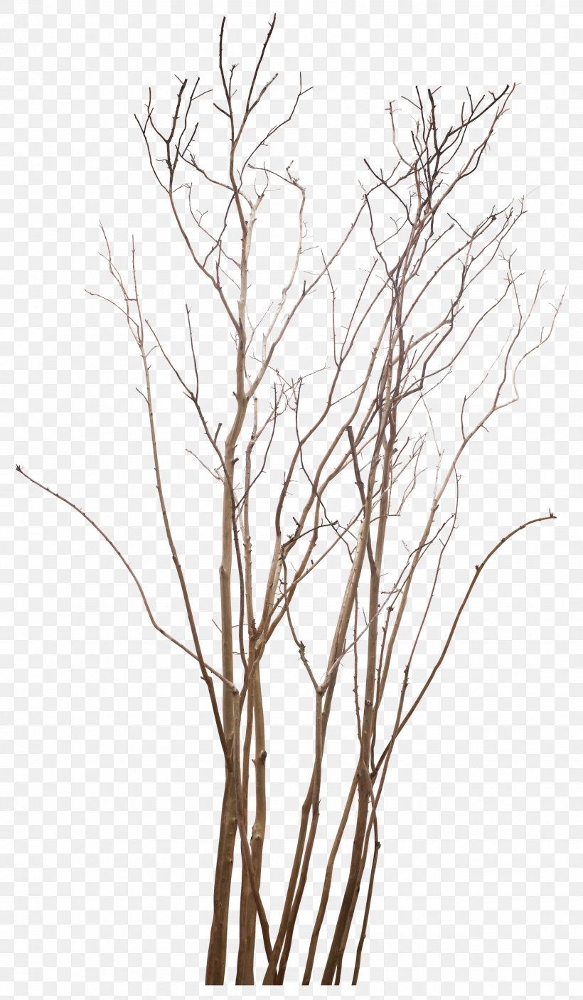Twig Tree Clip Art, PNG, 1749x3000px, Twig, Black And White, Branch, Database, Drawing Download Free