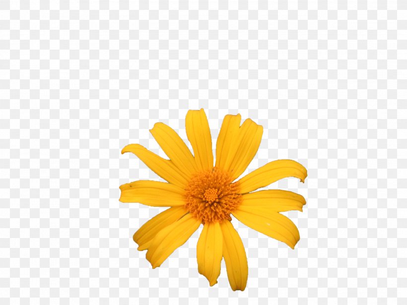 Yellow Chrysanthemum Petal, PNG, 2592x1944px, Yellow, Calendula, Chrysanthemum, Chrysanths, Daisy Download Free