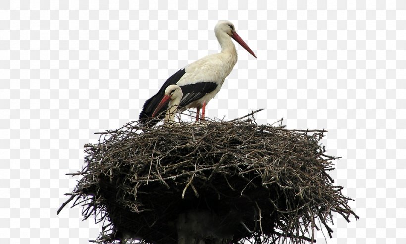 Bird Nest Parrot White Stork Cockatiel, PNG, 960x576px, Bird, Animal, Beak, Bird Nest, Ciconiiformes Download Free