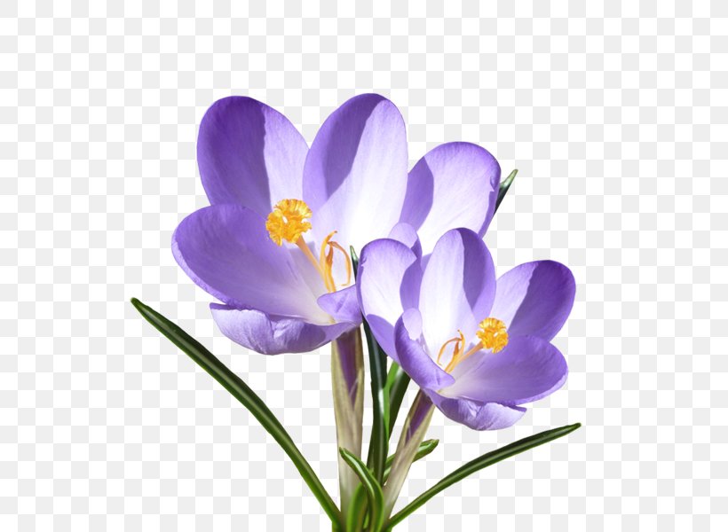 Crocus Vernus Flower Violet Blume Iridaceae, PNG, 528x600px, Crocus Vernus, Blume, Crocus, Flower, Flowering Plant Download Free