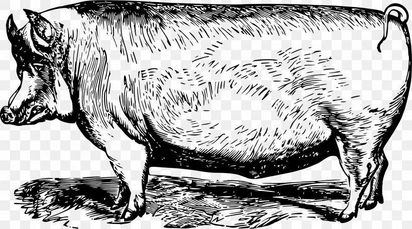 Vietnamese Pot-bellied Pork Pig Farming Clip Art, PNG, 2400x1339px, Vietnamese Potbellied, Animal, Black And White, Carnivoran, Cattle Like Mammal Download Free