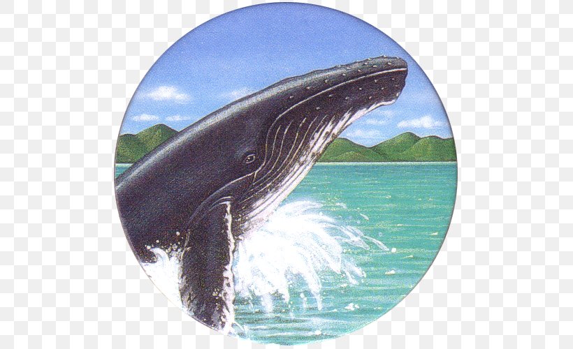 Wholphin Common Bottlenose Dolphin Killer Whale Gray Whale Water, PNG, 500x500px, Wholphin, Biology, Bottlenose Dolphin, Common Bottlenose Dolphin, Dolphin Download Free