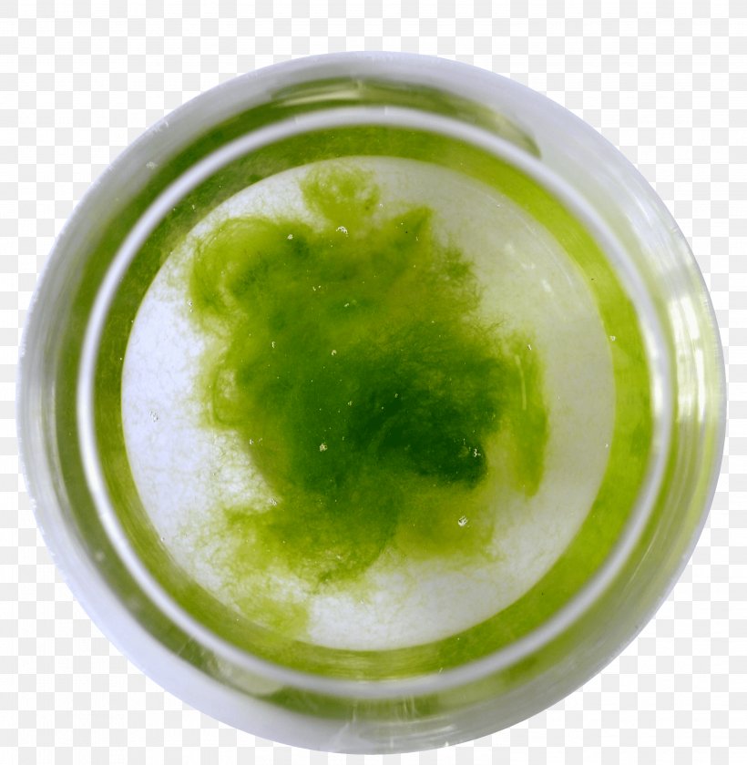 Bacteria Green Algae Keyword Tool Environment, PNG, 2996x3072px, Bacteria, Algae, Biotope, Cladophora, Common Water Fleas Download Free